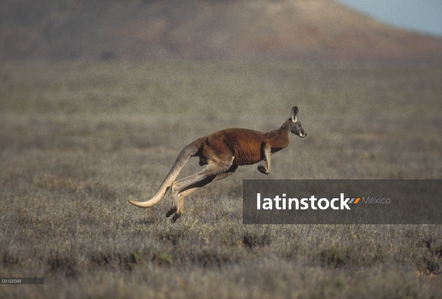 Canguro rojo (Macropus rufus), hopping, Australia