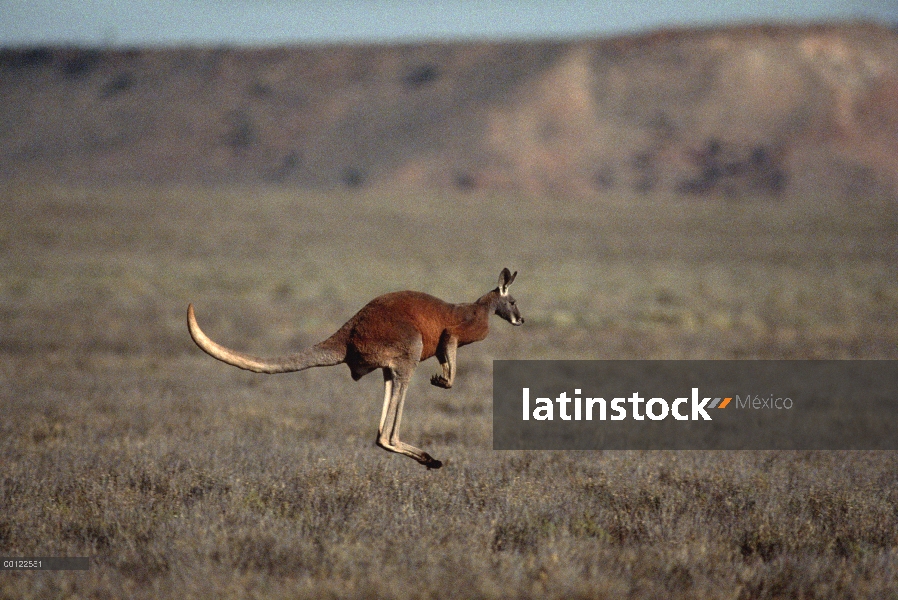 Canguro rojo (Macropus rufus), hopping, Australia