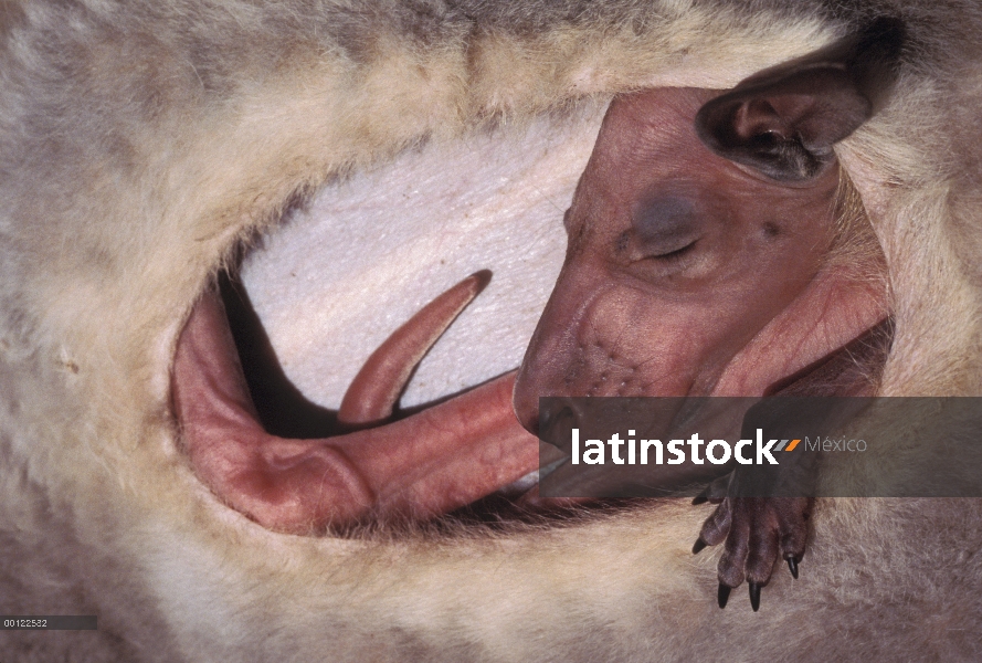 Joey de canguro rojo (Macropus rufus) en bolsa de la madre, 130 días de edad, Australia