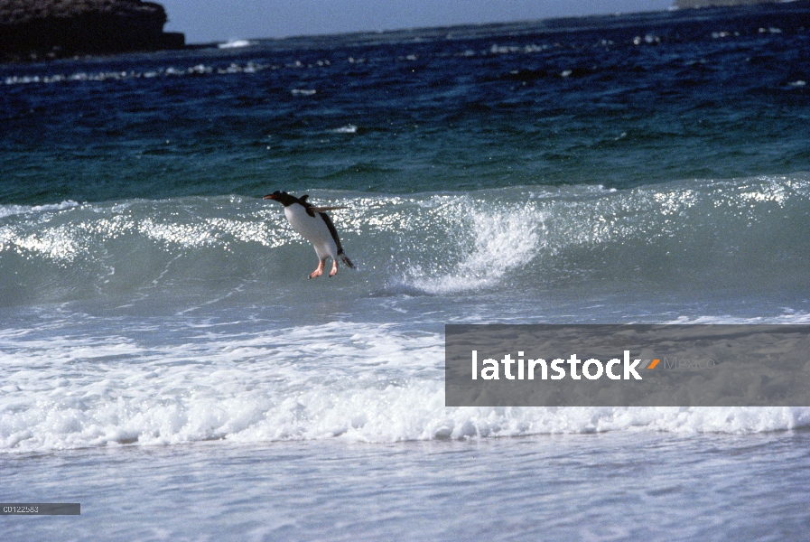 Pingüino de Gentoo (Pygoscelis papua) salto de olas, Islas Malvinas