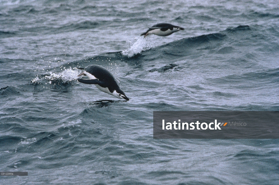 Porpoising de par de pingüino (Antártida de Pygoscelis) barboquejo a través de ondas, Antártida