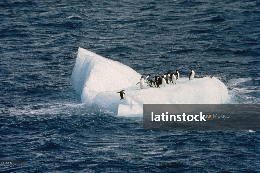 Grupo del pingüino de Adelia (Pygoscelis adeliae) en iceberg, Antártida