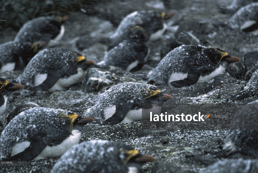 Macaroni (Eudyptes o) pingüinera en tormenta de nieve, isla de Georgia del sur