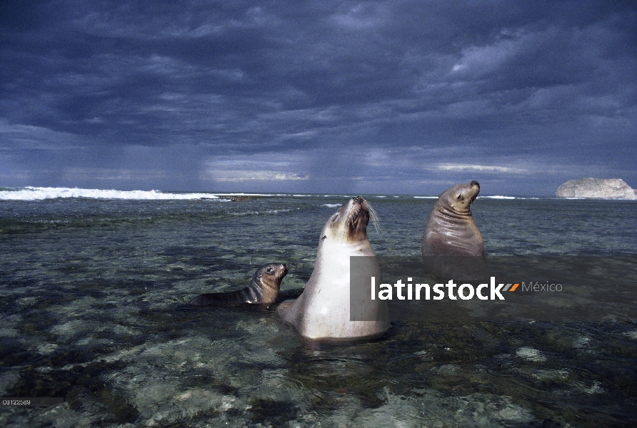 León marino australiano (Neophoca cinerea) par con cachorro asolearse en aguas poco profundas, Austr