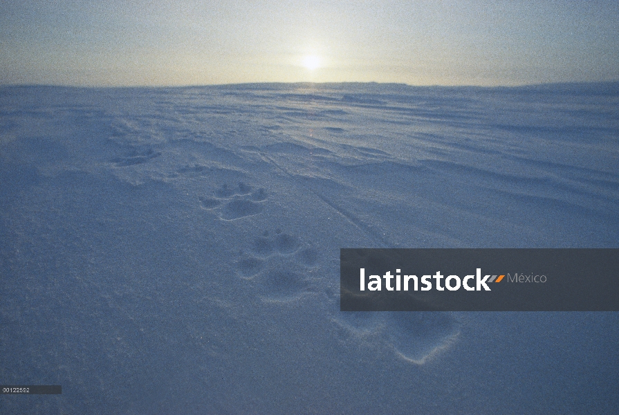 Lobo Ártico (Canis lupus) pistas en nieve, isla de Ellesmere, Nunavut, Canadá