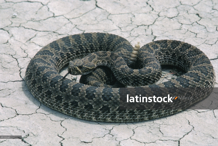 Serpiente de cascabel de Diamondback occidental (Crotalus atrox) confunde, Dakota del sur