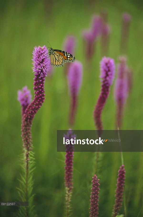 Mariposa monarca (Danaus plexippus) descansando sobre una flor de Thickspike Gayfeather (Liatris pyc