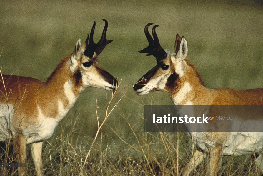 Antílope de pronghorn (Antilocapra americana) de hombres frente a frente, Dakota del sur