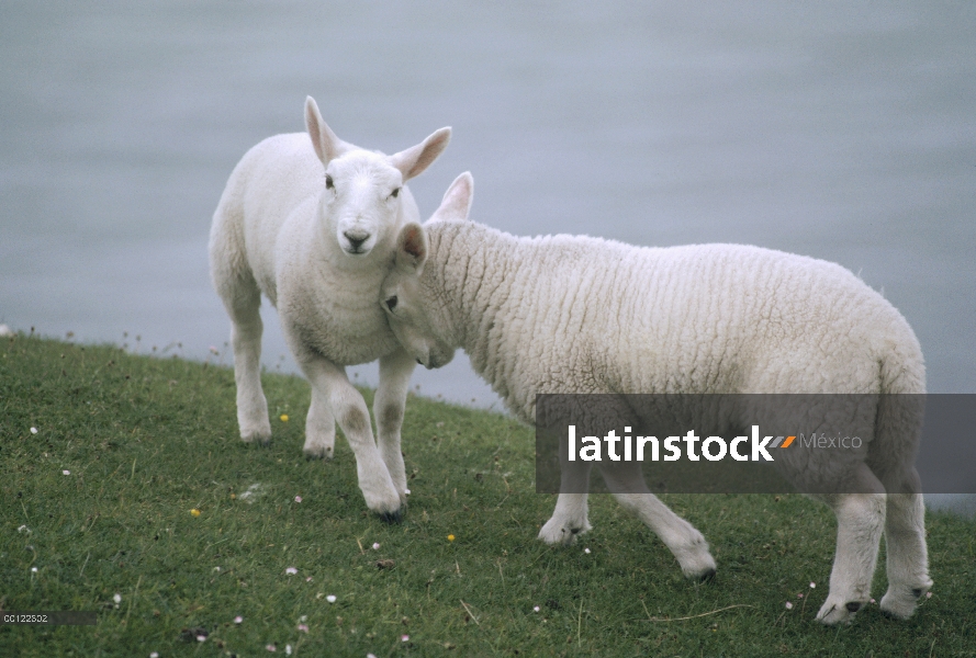 Ovejas domésticas (Ovis aries) par interactuar afectuosamente, cabeza de Faraid, Escocia