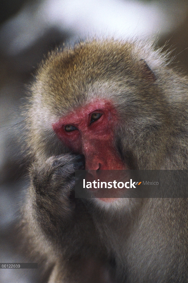 Macaco japonés (Macaca fuscata), rascarse la cara, Japón