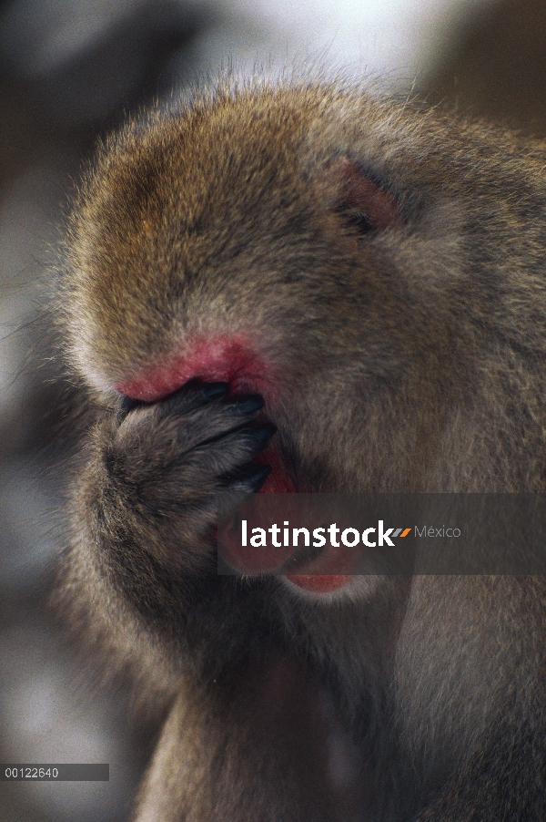 Macaco japonés (Macaca fuscata) cubriendo sus ojos, Japón