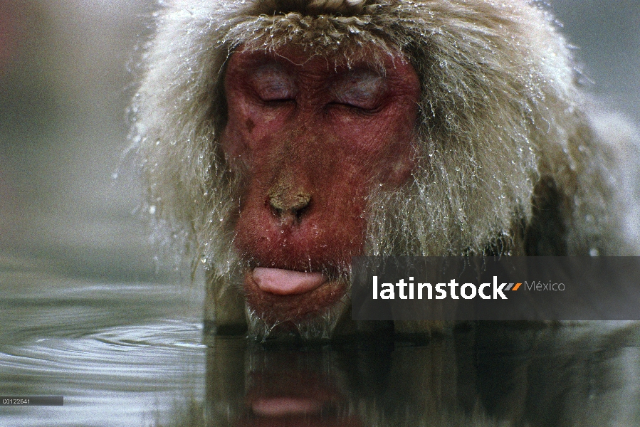 Macaco japonés (Macaca fuscata) descanso en aguas termales, Japón