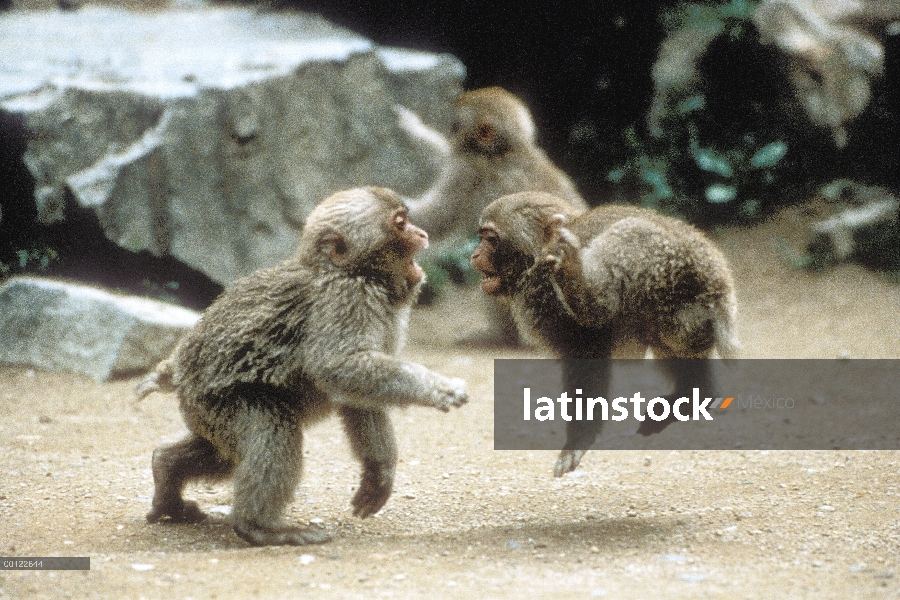 Los bebés macaco japonés (Macaca fuscata) jugando, Japón