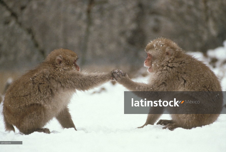 Par de macaco japonés (Macaca fuscata) jugando en la nieve, Japón