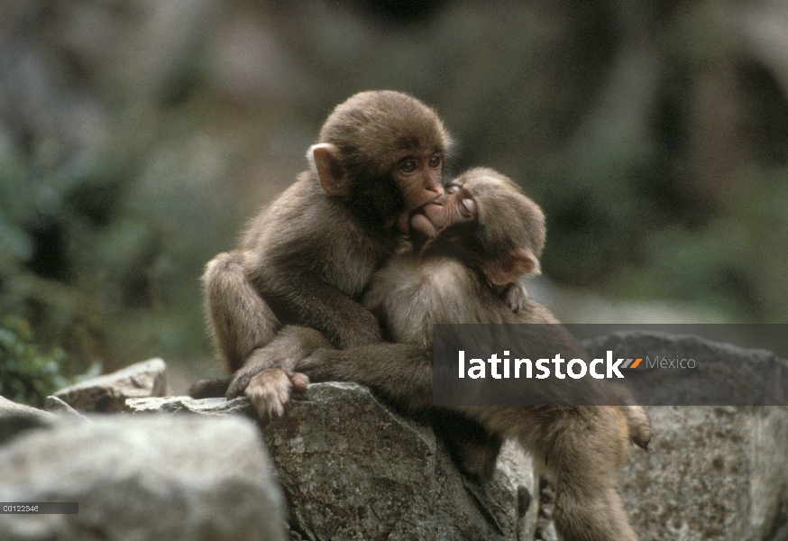 Los bebés macaco japonés (Macaca fuscata) jugando, Japón