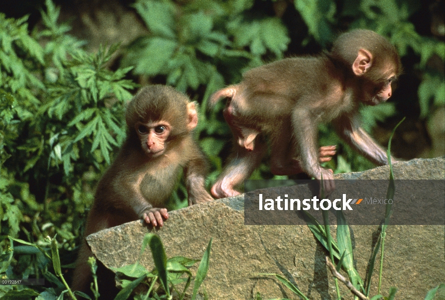 Los bebés macaco japonés (Macaca fuscata) jugando en las rocas, Japón