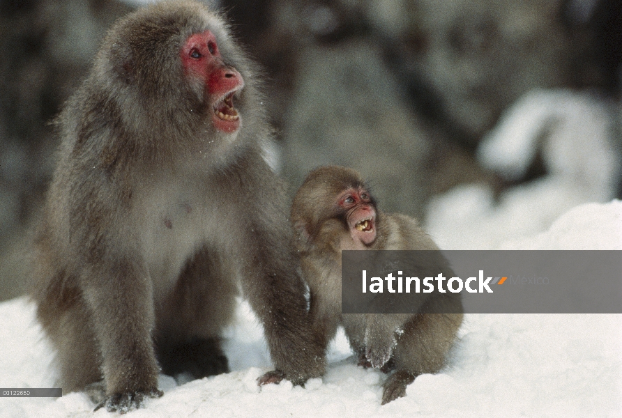 Macaco japonés (Macaca fuscata) madre y el bebé llama, Japón