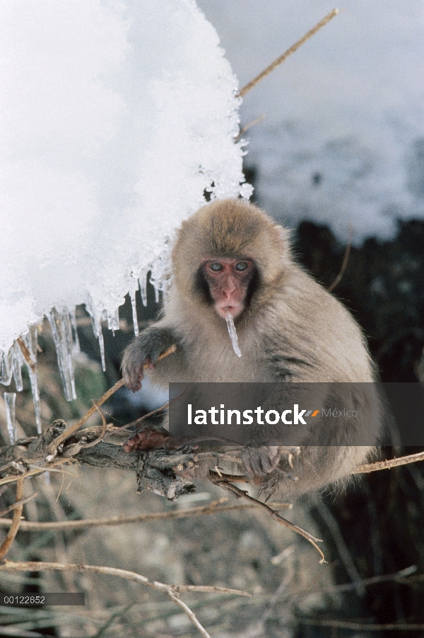 Bebé de macaco japonés (Macaca fuscata) comer un carámbano, Japón