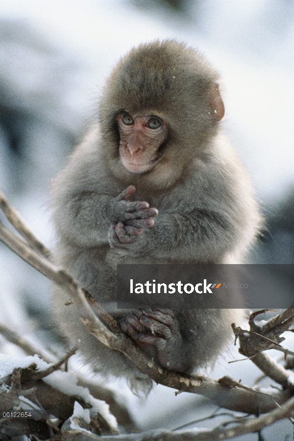 Niñera de macaco japonés (Macaca fuscata) en árbol, Japón