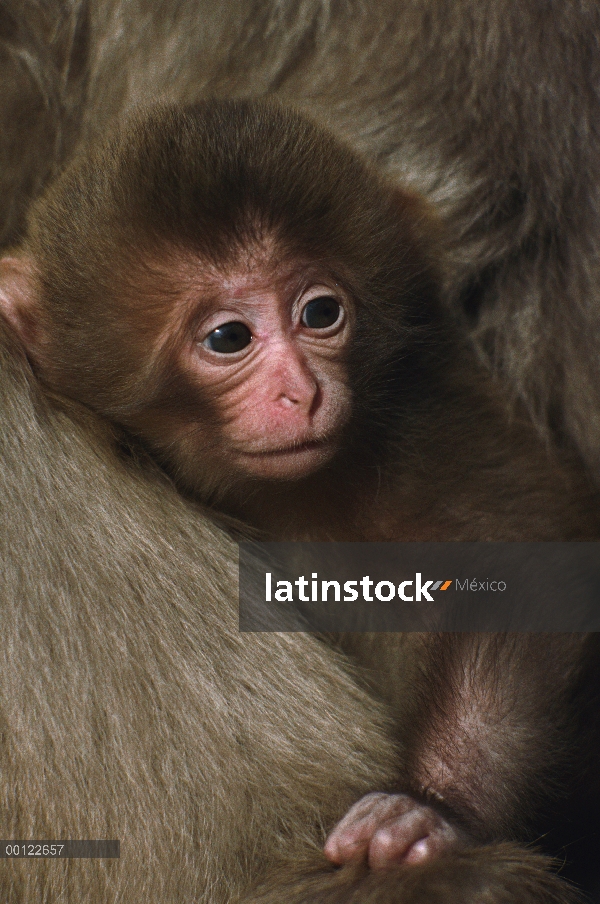 Bebé de macaco japonés (Macaca fuscata) en la piel de la madre, Japón