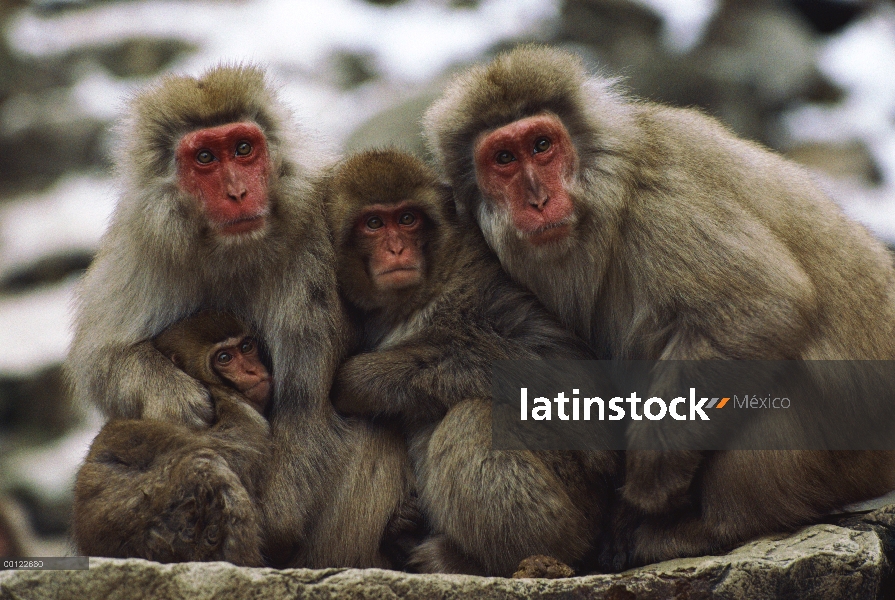 Grupo macaco japonés (Macaca fuscata) con niño sentado en una línea, Japón