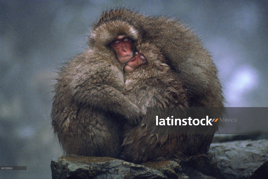 Trío de macaco japonés (Macaca fuscata) líos para el calor, Japón