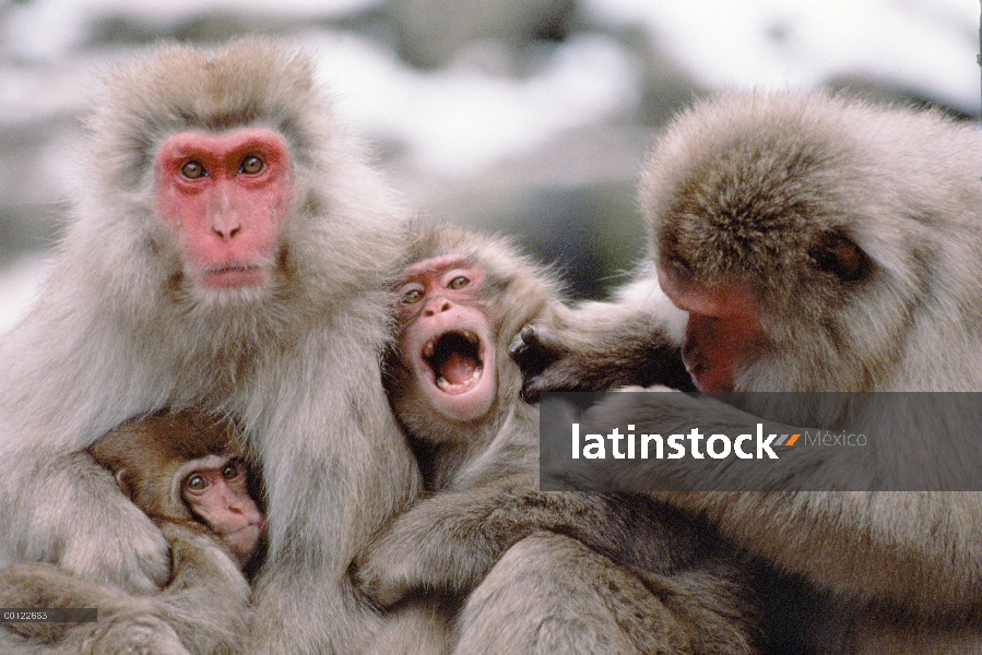 Macaco japonés (Macaca fuscata) grupo de la preparación con una llamada, Japón