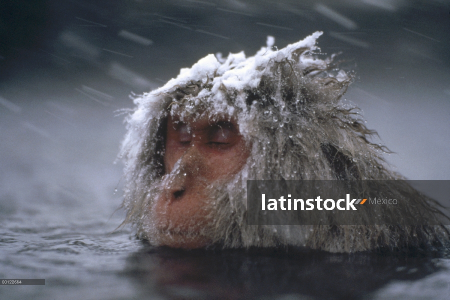 Macaco japonés (Macaca fuscata) sumergirse en aguas termales durante la tormenta de nieve, Japón