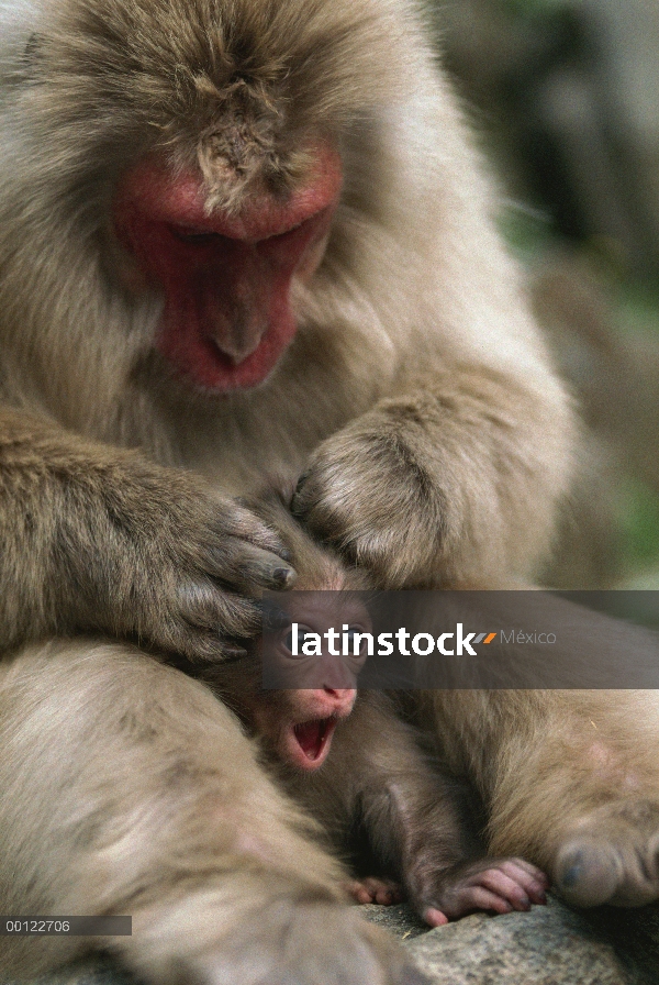 Bebé llamada preparación madre macaco japonés (Macaca fuscata), Japón