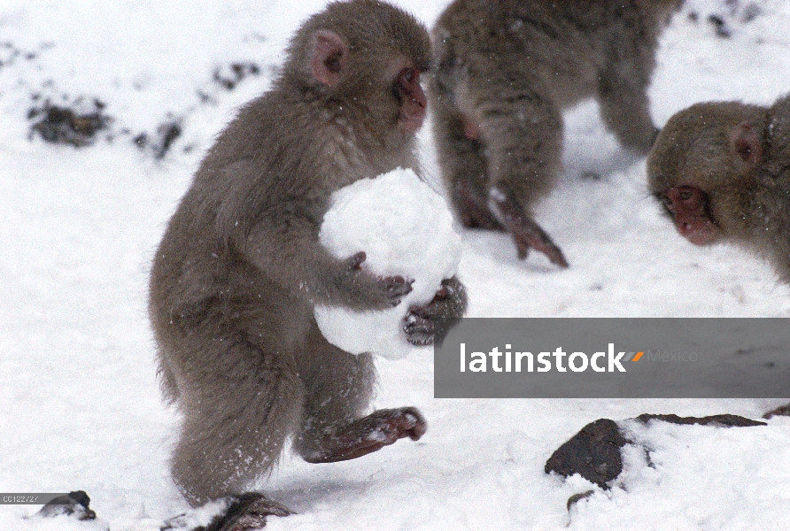 Macaco japonés (Macaca fuscata) juvenil llevando una bola de nieve, Japón