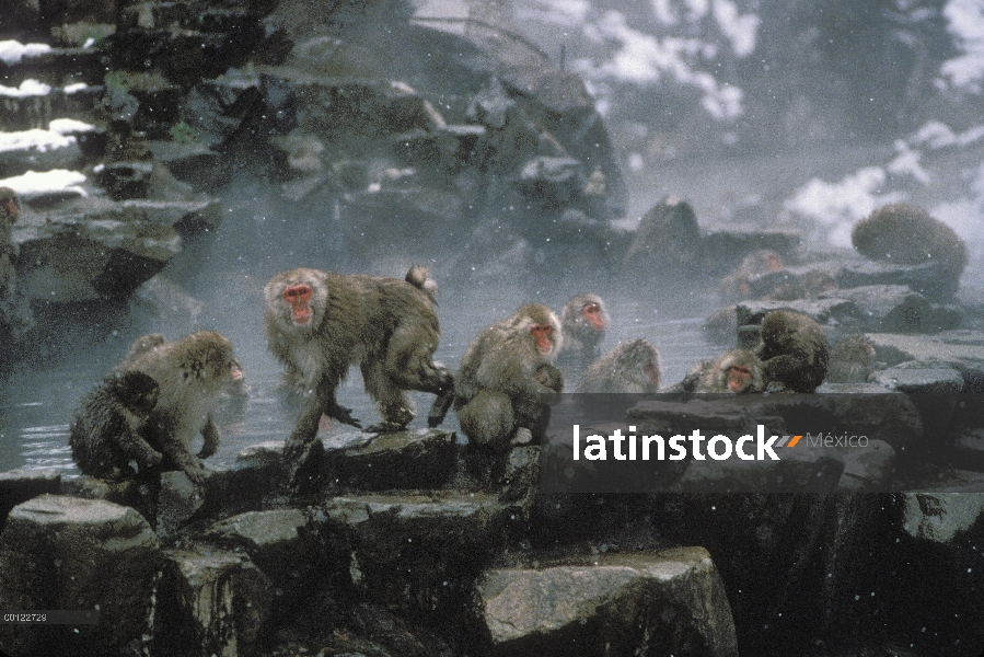 Macaco japonés (Macaca fuscata) de la tropa en aguas termales, Japón