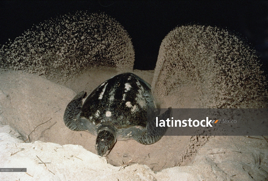 Tortuga verde (Chelonia mydas) hembra cavar nido en la arena, Australia