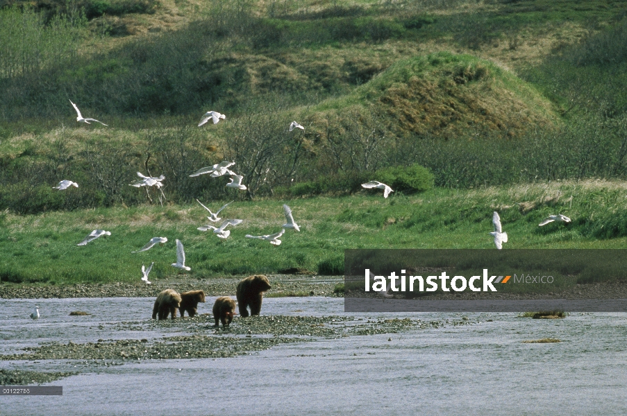 Madre oso pardo (Ursus arctos horribilis) y cachorros de pesca en el río poco profundo como gaviotas