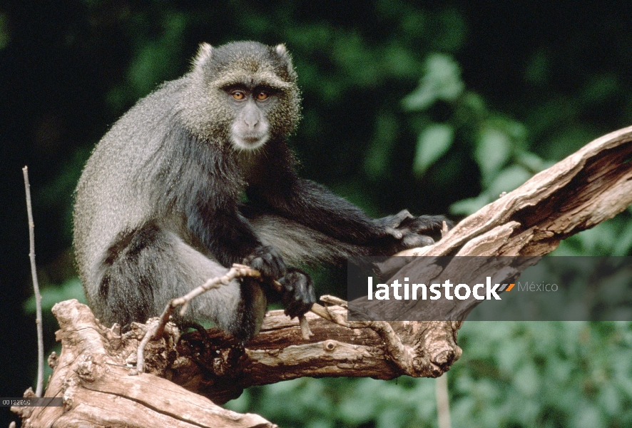 Mono azul (Cercopithecus mitis) en árbol, Serengeti