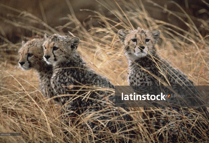 Trío de guepardo (Acinonyx jubatus) en hierba alta, Serengeti, Tanzania