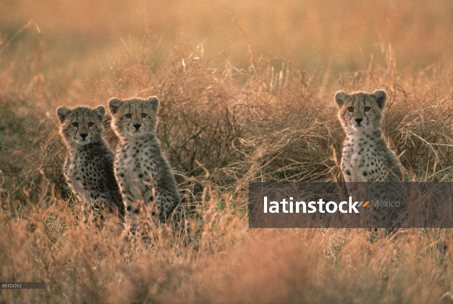 Trío de guepardo (Acinonyx jubatus) en hierba alta, Serengeti, Tanzania