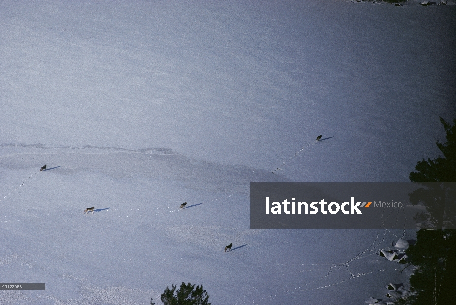 Lobo (lupus de Canis) cruce de paquete congelado lago, Minnesota