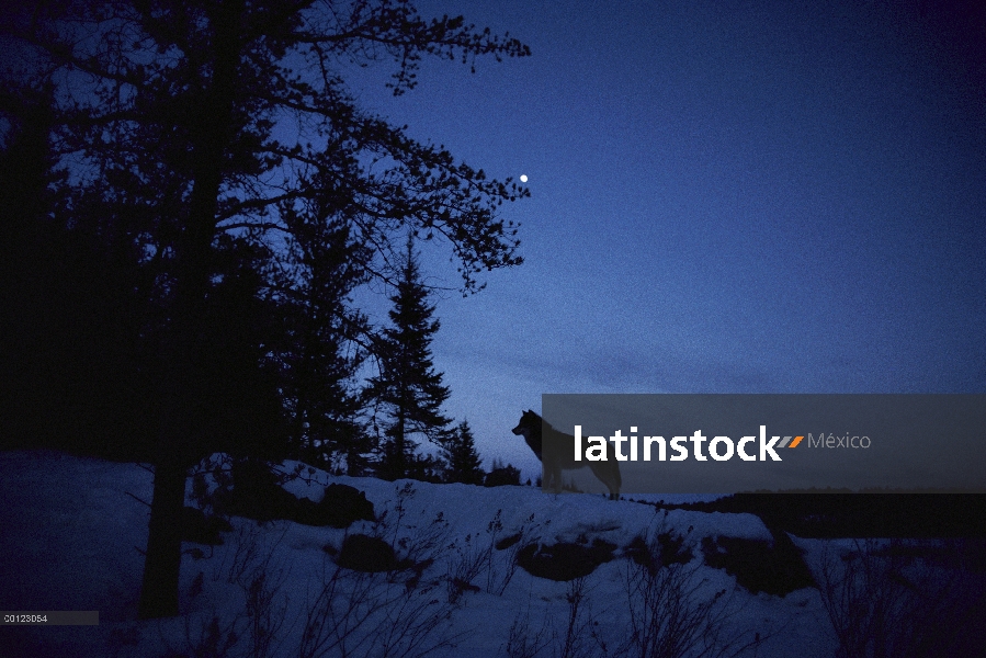 Lobo (lupus de Canis) bajo el cielo iluminado por la luna, Northwoods, Minnesota