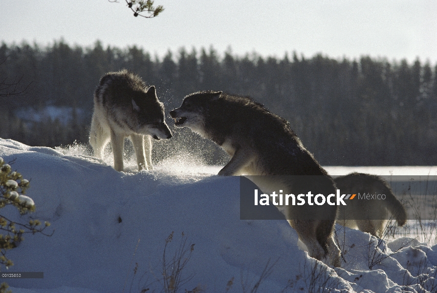 Par de lobo (Canis lupus) en nieve mostrando agresión, Minnesota