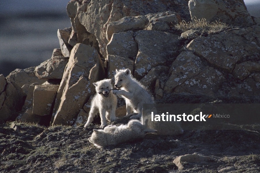 Lobo Ártico (Canis lupus) cachorros jugando en el den, isla de Ellesmere, Nunavut, Canadá