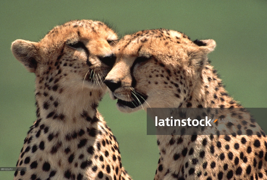 Guepardo (Acinonyx jubatus) preparación mate, Serengeti, Tanzania