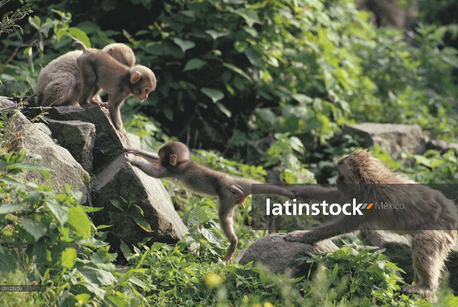 Macaco japonés (Macaca fuscata) juveniles jugando con el mono joven, Japón