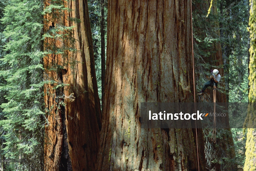 Secuoya gigante (Sequoiadendron giganteum) investigador, Amanda le Braun, Trepa árbol, Parque Nacion