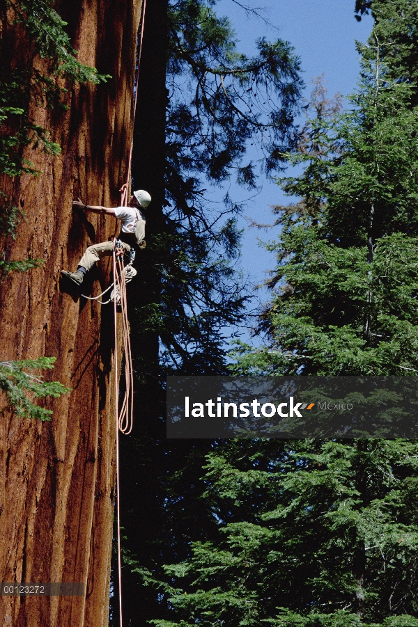 Secuoya gigante (Sequoiadendron giganteum) subido por Steve Sillett como parte del proyecto de inves