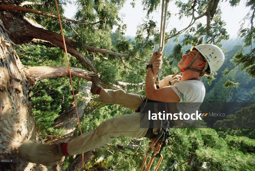 Secuoya gigante (Sequoiadendron giganteum) subido por Steve Sillett como parte del proyecto de inves