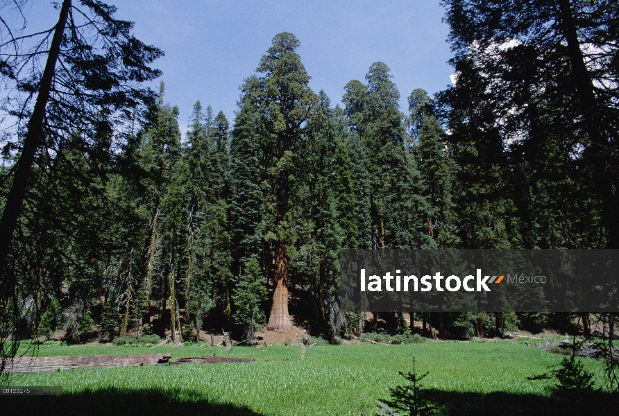 Secuoya gigante (Sequoiadendron giganteum) grove, Parque Nacional Sequoia, California