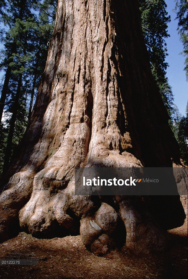 Tronco de Secuoya gigante (Sequoiadendron giganteum), Parque Nacional Sequoia, California