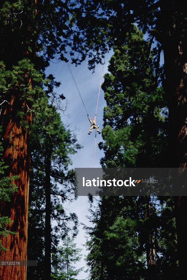 Secuoya gigante (Sequoiadendron giganteum) investigador Steve Sillett se mueve entre los árboles com