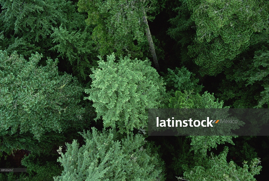 Pabellón del abeto de Douglas (Pseudotsuga menziesii), río del viento, Washington