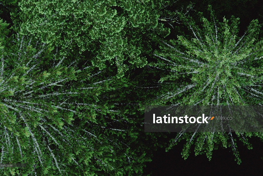 Pabellón del abeto de Douglas (Pseudotsuga menziesii), río del viento, Washington